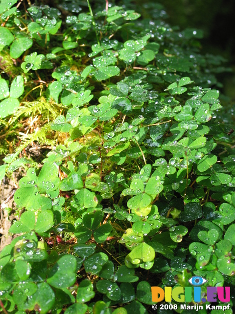 24069 Rain drops on clovers